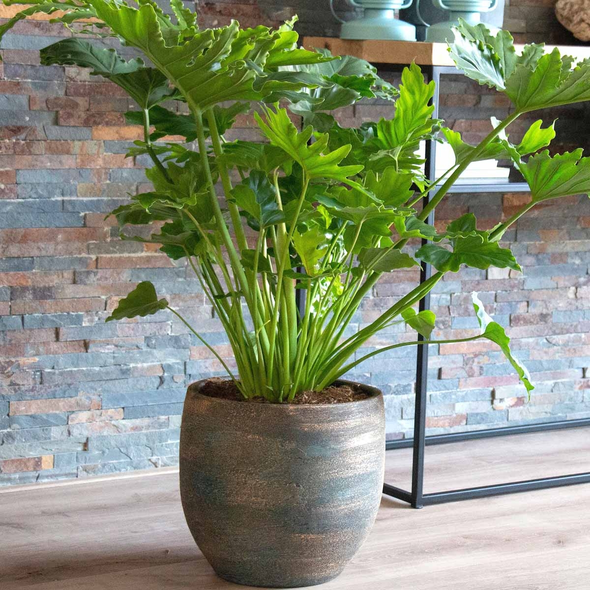 Filodendron Shangri La  sadzonka