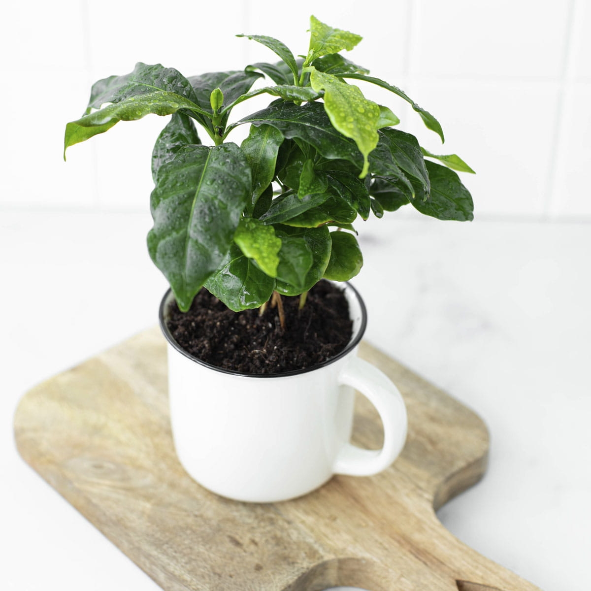 Kawa arabska Coffea Arabica sadzonka