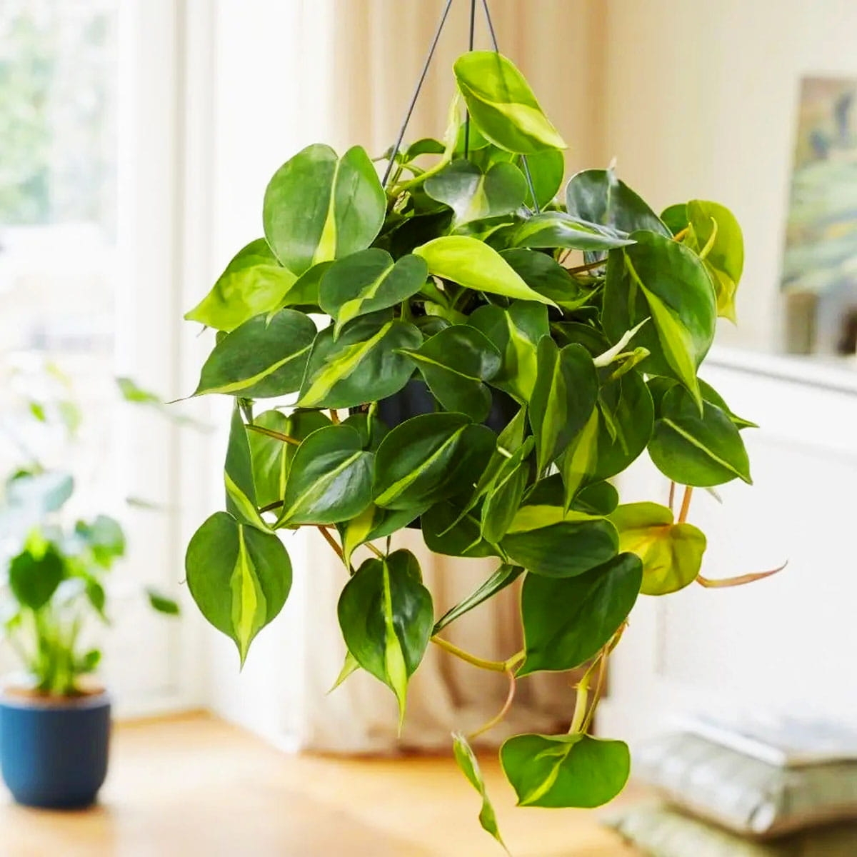 Filodendron Brasil Philodendron sadzonka