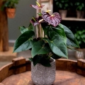 Anturium Black Love sadzonka