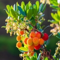 Arbutus drzewko truskawkowe sadzonka