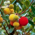 Arbutus drzewko truskawkowe jadalne owoce