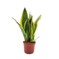 Sansevieria Superba roślina