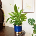 Doniczka ceramiczna Emerald Cylinder do salonu