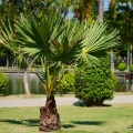 Chamaerops Humilis - Karłatka niska