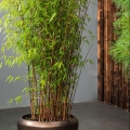 Czerwony Bambus Fargesia RED DRAGON roślina do donicy
