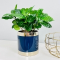 Doniczka ceramiczna Emerald - Cylinder glamour