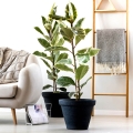 Fikus elastica Tineke rosliny do salonu