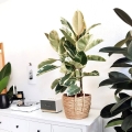 Fikus elastica Tineke rośliny do biura