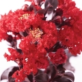 Lagerstroemia Red Imperator roślina do donicy