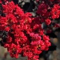 Lagerstroemia Red Imperator roślina na taras