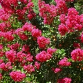 Lagerstroemia Purpurea długo kwitnąca