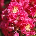 Lagerstroemia Purpurea roślina na taras