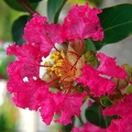 Lagerstroemia Purpurea roślina do donicy