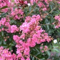 Lagerstroemia Rhapsody in Pink ‘Whit VIIIB’ roślina do ogrodu