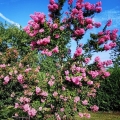 Lagerstroemia Rhapsody in Pink ‘Whit VIIIB’ sadzonka