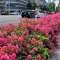 Lagerstroemia Purpurea roślina do miasta