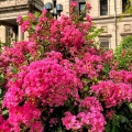 Lagerstroemia Purpurea sadzonka