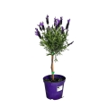 Lawenda francuska na pniu sadzonka w doniczce P14