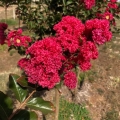 Lagerstroemia Best Red na pniu roślina do donicy