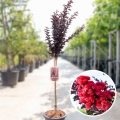 Lagerstroemia Best Red na pniu duża sadzonka cena