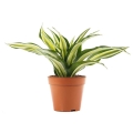 Dracena Malaika fragrans sadzonka w doniczce