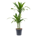 Dracena Arturo Dracena fragrans sadzonka w doniczce
