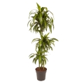 Dracena Hawaiian Sunshine duża sadzonka w doniczce
