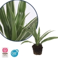 Dracena Warneckei sadzonka z mocnym systemem korzeniowym