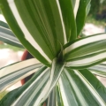 Dracena Warneckei  roślina egzotyczna