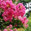 Lagerstroemia Różowa sadzonka