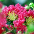Lagerstroemia Różowa długo kwitnąca