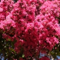 Lagerstroemia Różowa C10 roślina do ogrodu