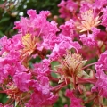 Lagerstroemia Różowa roślina do restauracji