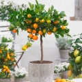Kumquat Drzewko cytrusowe na pniu sadzonka