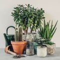 Aloes leczniczy w uprawie domowej