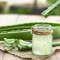 Aloes leczniczy zastosowanie