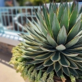 Agave ocahui długolistna roślina na patio