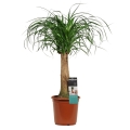 Nolina Stopa Słonia (Beaucarnea recurvata) sadzonka w donicy