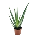 Aloes leczniczy (Aloe vera) real foto sadzonki
