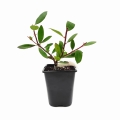 Arbutus sadzonka w donicy c1