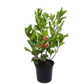 Arbutus sadzonka w donicy c3