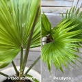 Plant lover pożegnaj szkodniki efekty