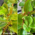 Plant lover pożegnaj szkodniki - oprysk skuteczny