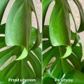 Plant lover pożegnaj szkodniki - oprysk do monstery