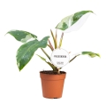 Philodendron white princess p12.jpg