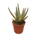 Aloes zebrina dannyz sadzonka w donicy