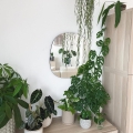 Monstera Monkey Mask C2 rośliny doniczkowe w salonie