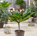 Plumeria Hawaiian Pearl sadzonka