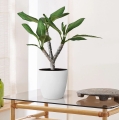 Plumeria Hawaiian Pearl na stoliku